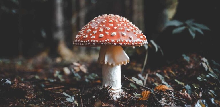 Drøm om sopp 2 | Drømmetydning og betydning