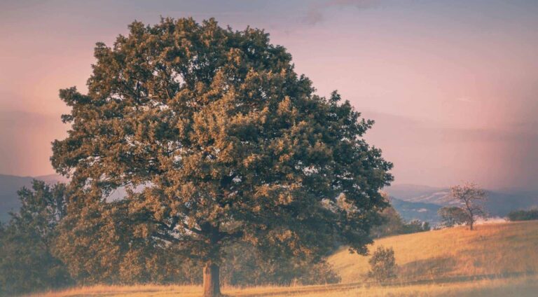 Droom over eik | Betekenis en uitleg