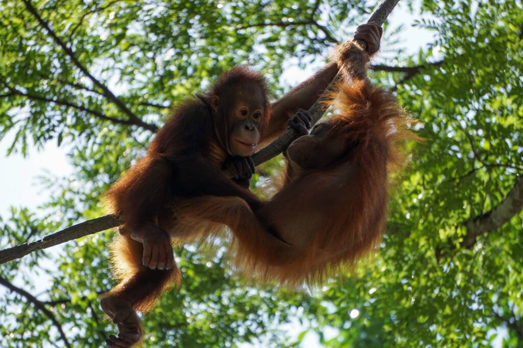 orang utan im Traum | Traumdeutung und Bedeutung