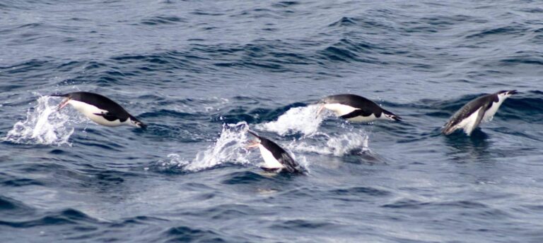 Unenägu orca | Tähendus ja seletus