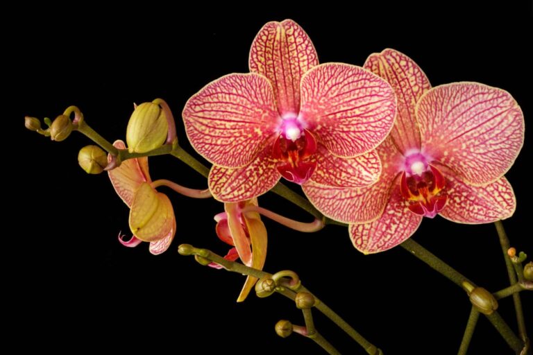 Droom over orchidee | Betekenis en uitleg