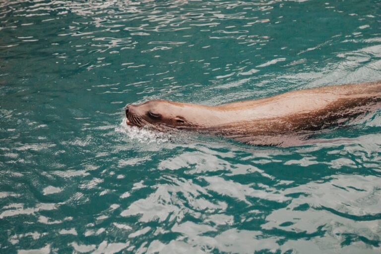 Droom over otter | Betekenis en uitleg