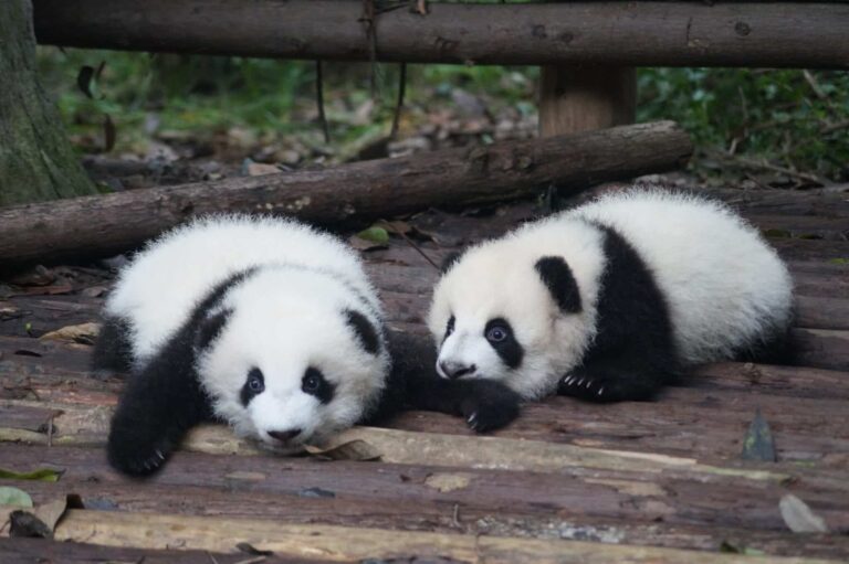 Droom over pandabeer of panda | Betekenis en uitleg