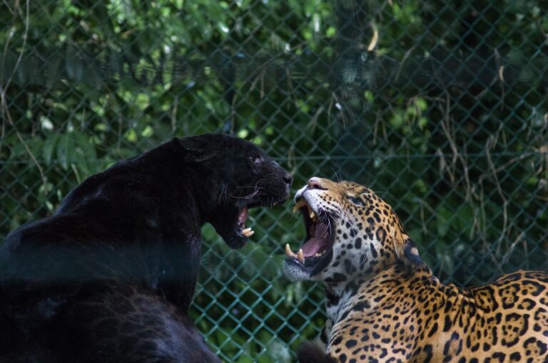 Droom over panter | Betekenis en uitleg