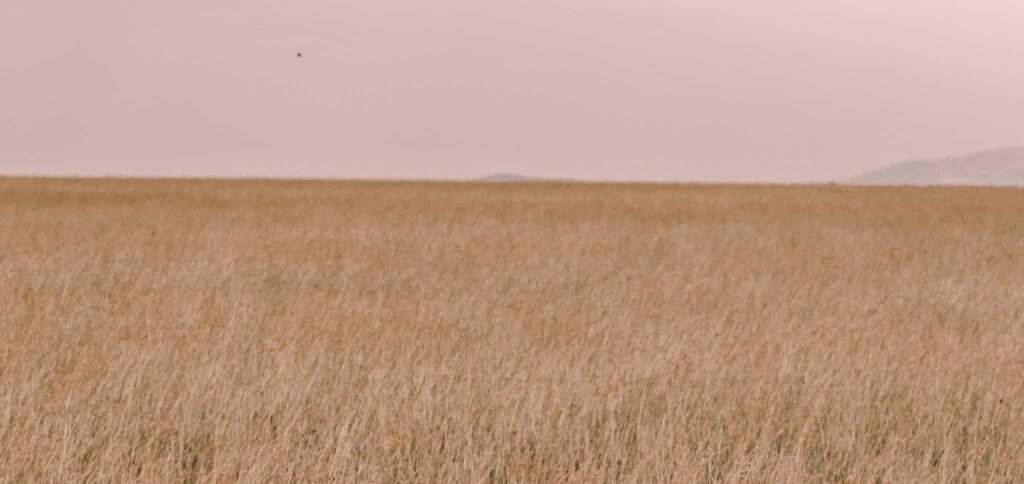 einfach im Traum | Traumdeutung und Bedeutung