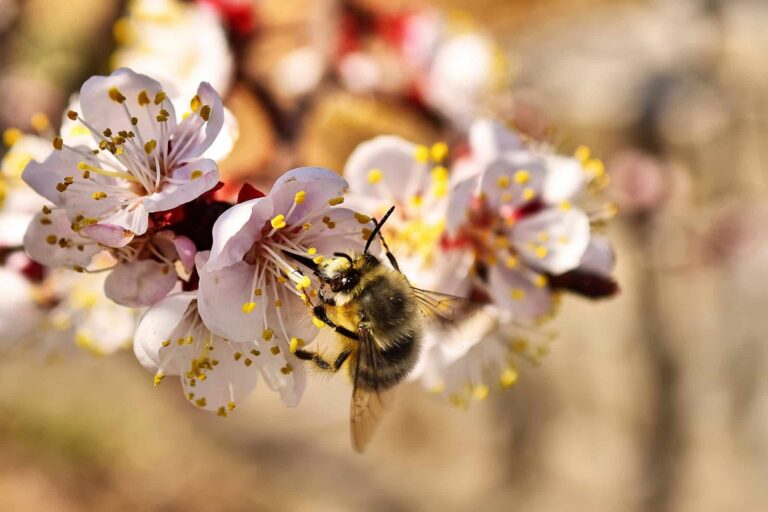 Droom over bestuiven | Betekenis en uitleg