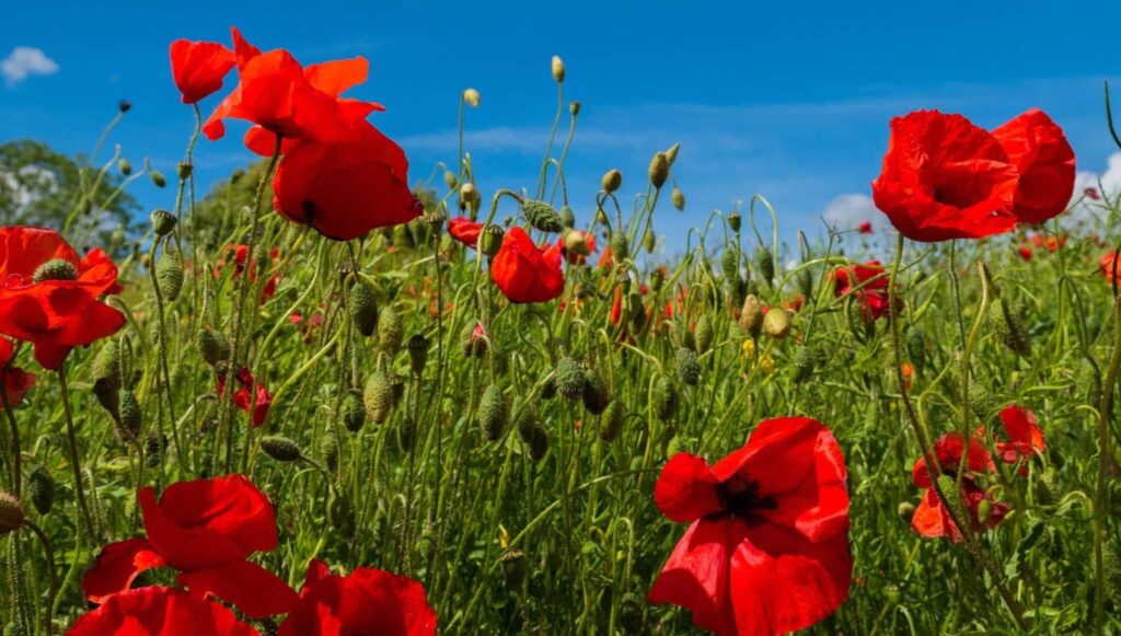 Vis despre mac | Semnificație și interpretare