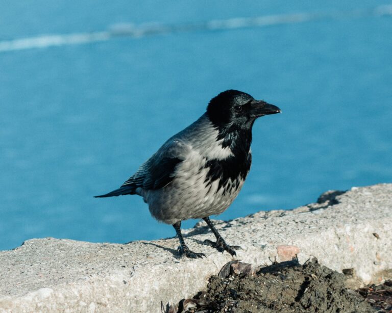 Droom over raaf | Betekenis en uitleg