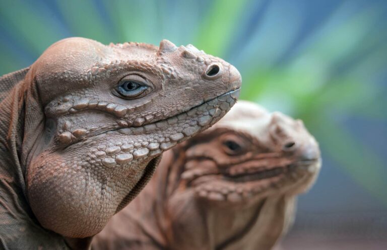 Droom over reptielen | Betekenis en uitleg