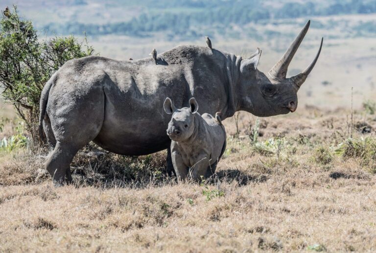 Droom over neushoorn | Betekenis en uitleg