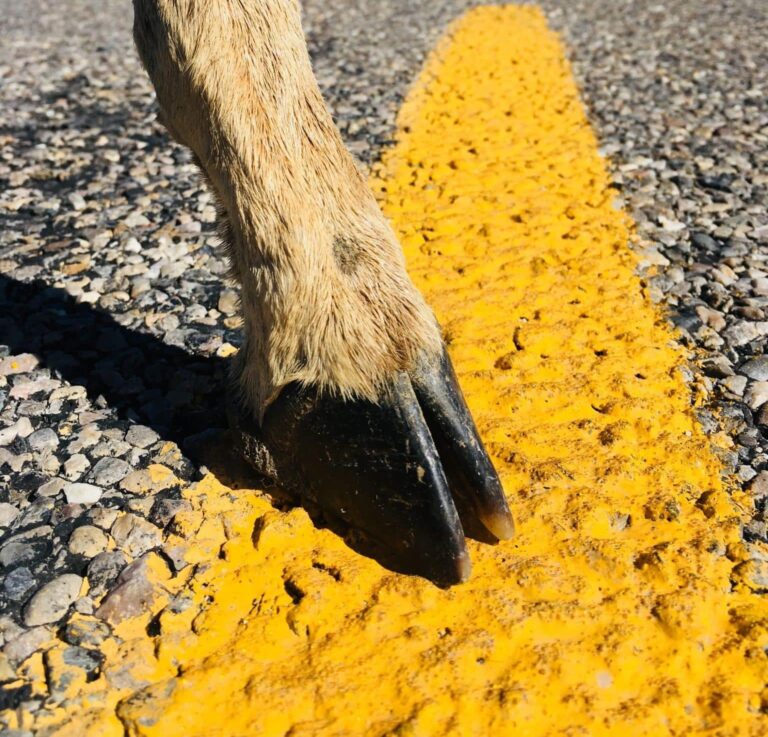 Droom over doodgereden dieren (roadkill) | Betekenis en uitleg