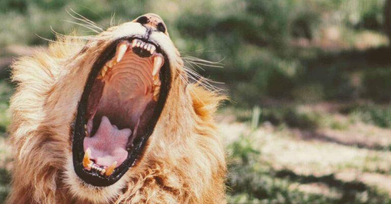 Droom over brullen | Betekenis en uitleg