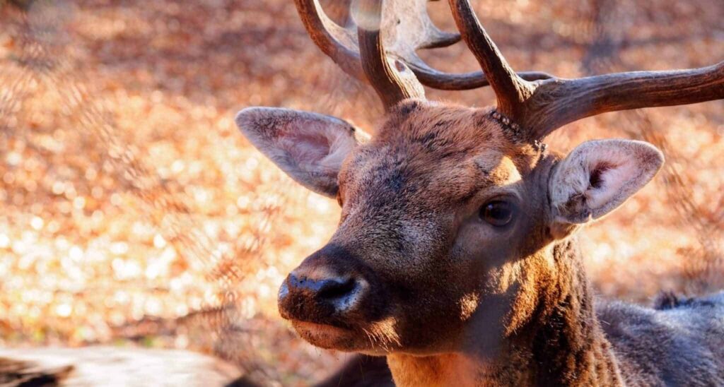 Sen o sarna | Znaczenie snu