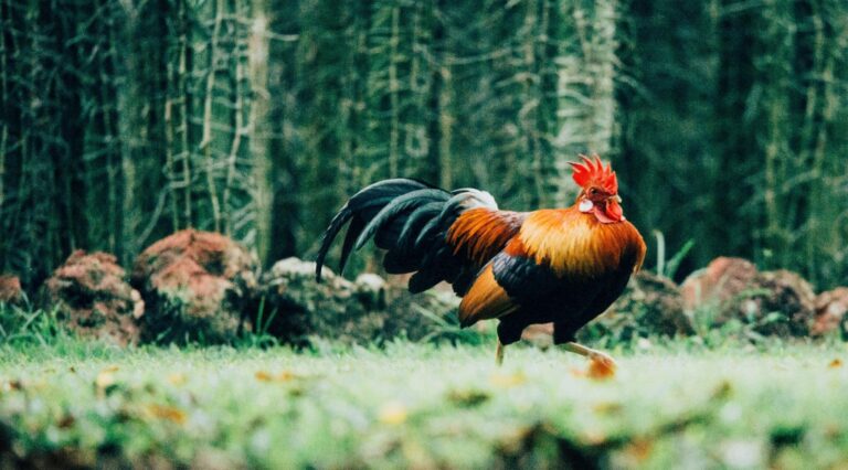 Rêver de coq | Signification et interprétation