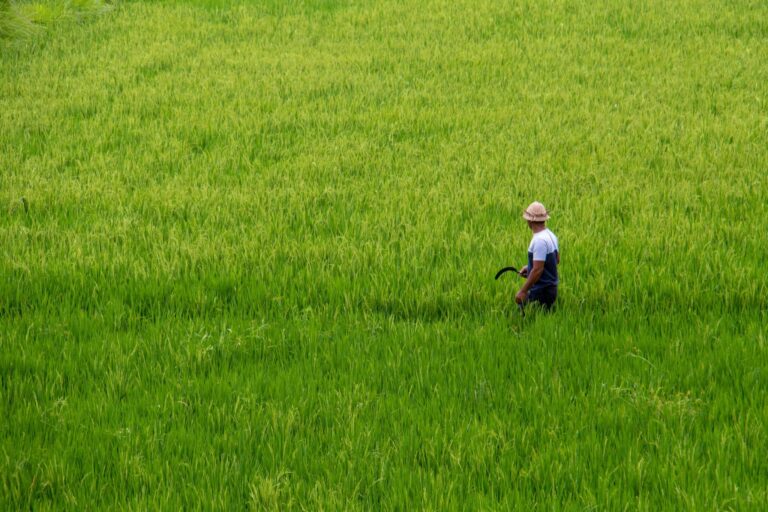 Droom over zeis | Betekenis en uitleg