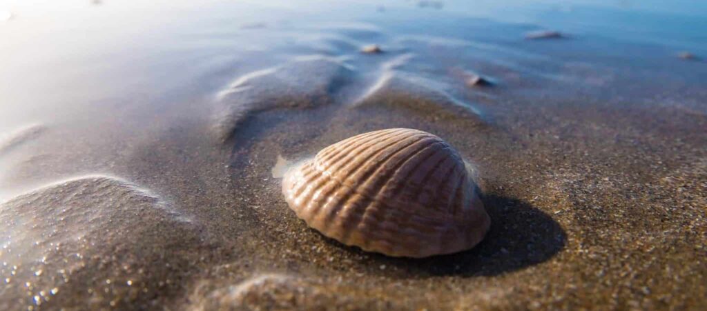 muschel-schale im Traum | Traumdeutung und Bedeutung