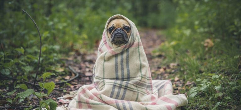 Droom over bibberen of trillen | Betekenis en uitleg