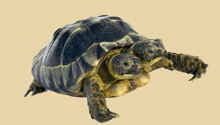 Soñar con gemelos-siameses | Significado de los sueños