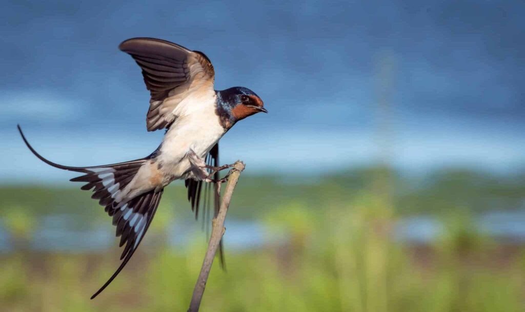 Sen o polkniecie | Znaczenie snu