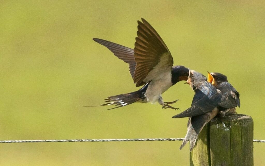 Dreams About swallowing | Meaning and Interpretation