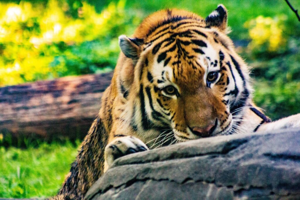 Dreams About tiger | Meaning and Interpretation