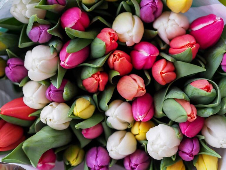 Droom over tulpen | Betekenis en uitleg