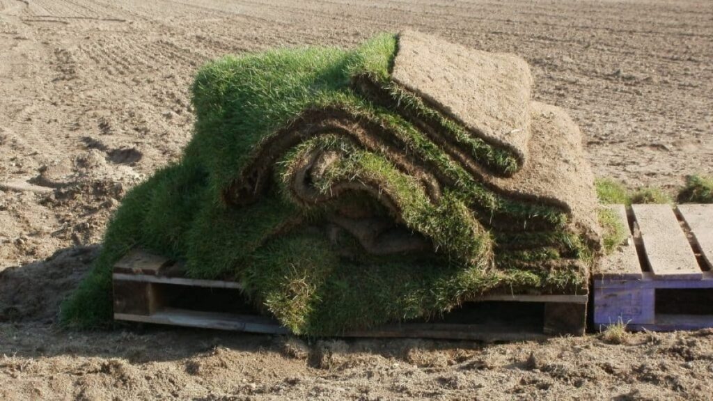 grasnarbe im Traum | Traumdeutung und Bedeutung