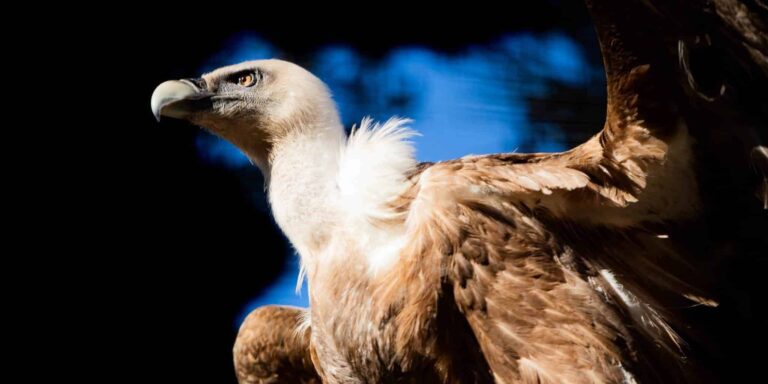 Droom over gier | Betekenis en uitleg