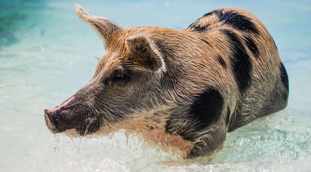wildschwein wildschwein im Traum | Traumdeutung und Bedeutung