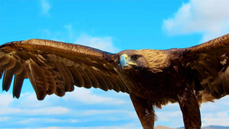 Rêver de ailes | Signification et interprétation
