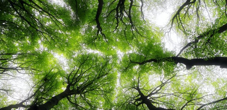 Drøm om skov 2 | Drømmetydning og betydning