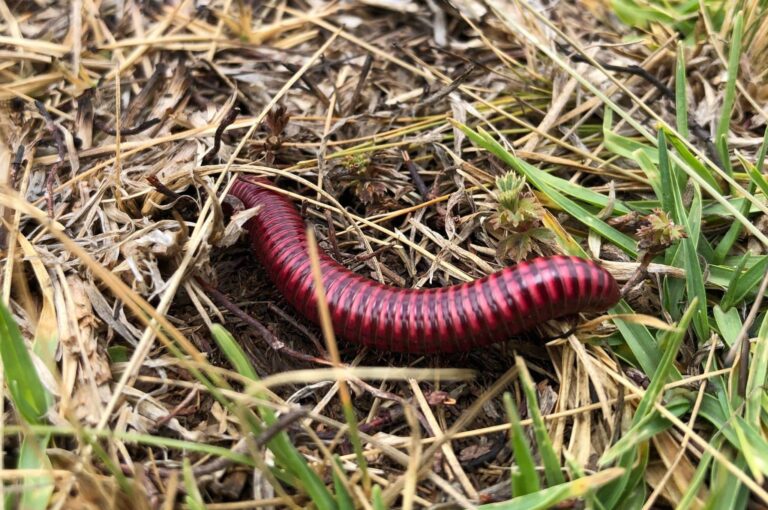 Droom over worm | Betekenis en uitleg