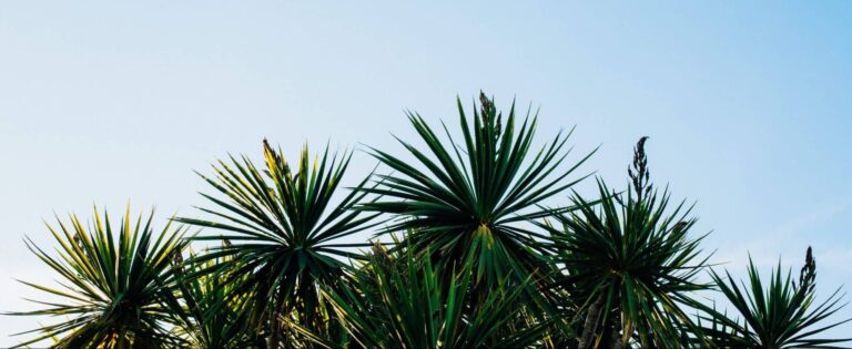 Droom over yucca | Betekenis en uitleg