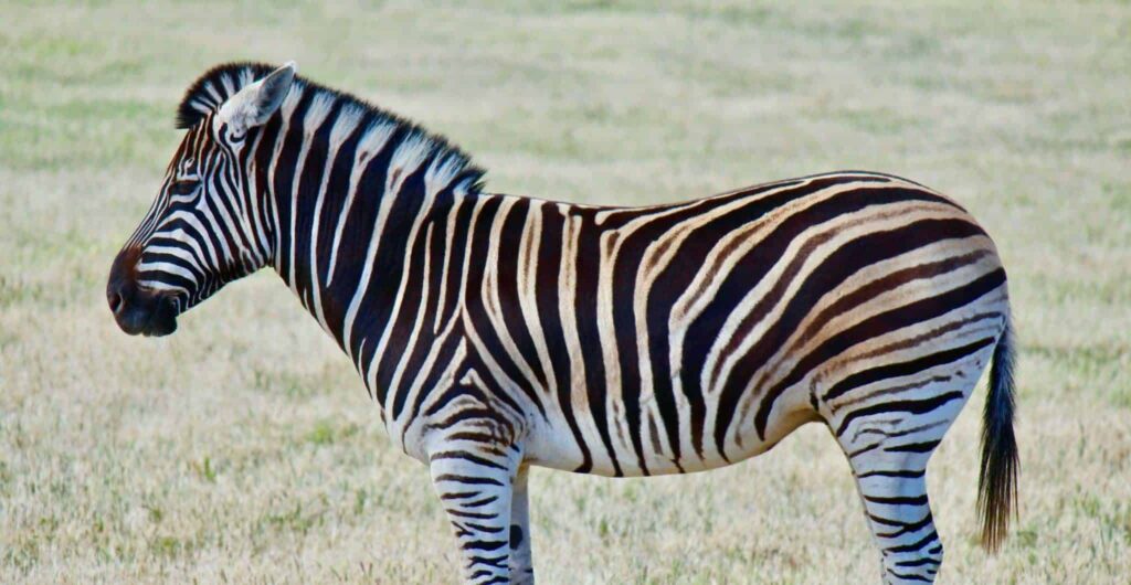 Droom over zebra | Betekenis en uitleg