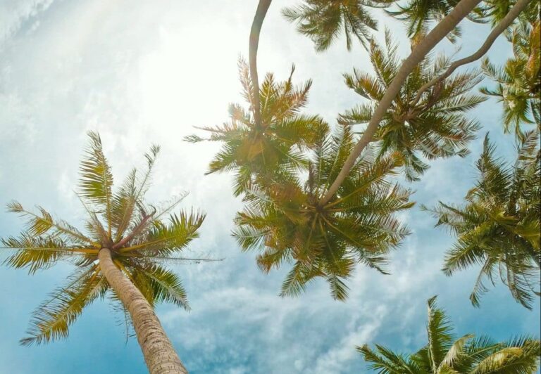 Droom over zenit | Betekenis en uitleg