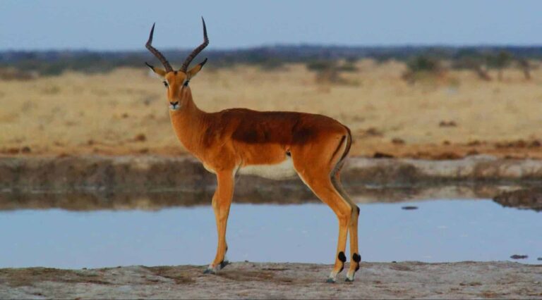 Droom over antilope | Betekenis en uitleg