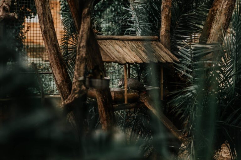 Droom over boomhut | Betekenis en uitleg