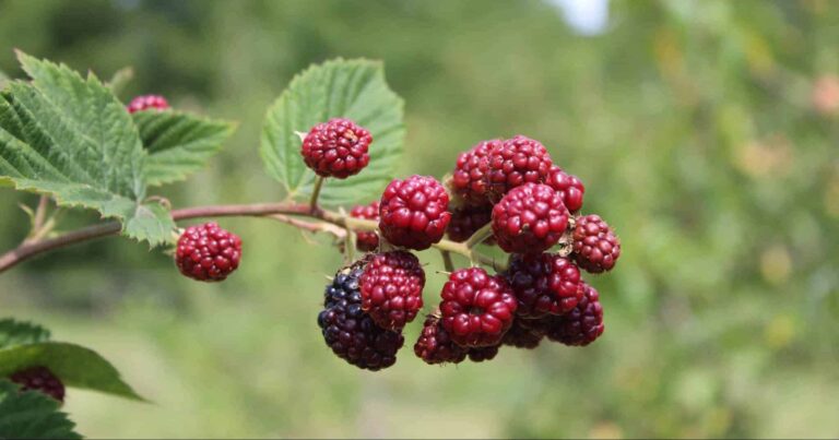 Soñar con moras | Significado de los sueños