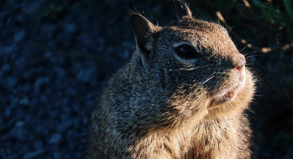 Sognare cincilla | Significato e interpretazione