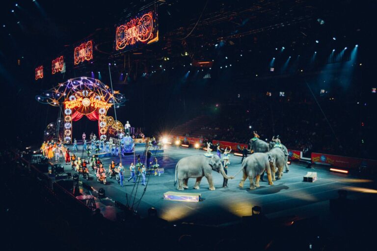 Droom over circus | Betekenis en uitleg