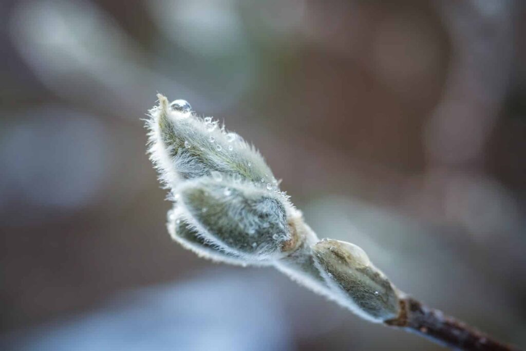 fein im Traum | Traumdeutung und Bedeutung