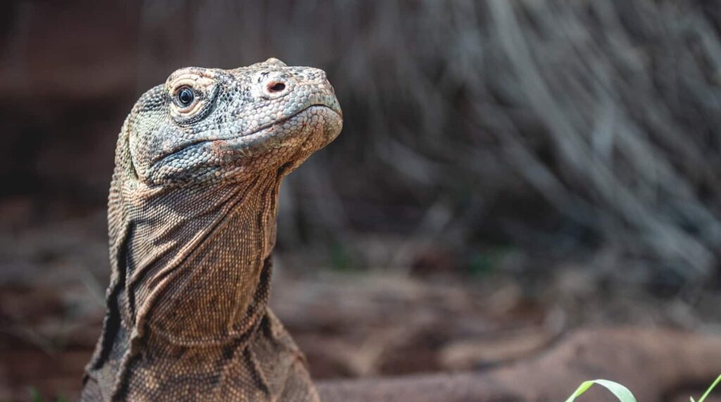 Rêver de dragon de komodo | Signification et interprétation