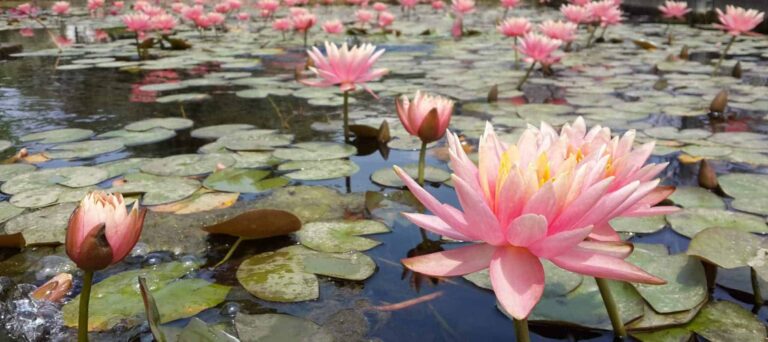 Droom over lotus | Betekenis en uitleg