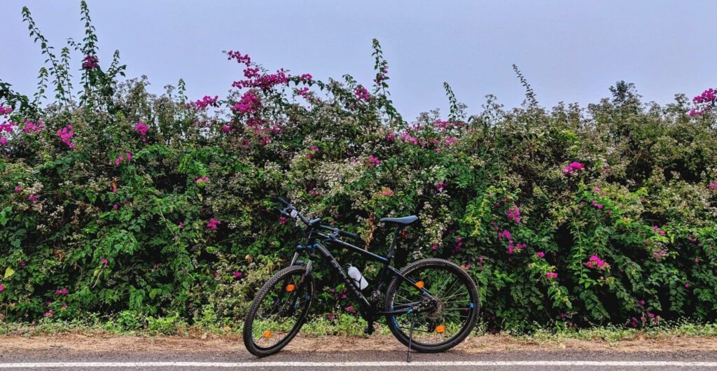 straucher im Traum | Traumdeutung und Bedeutung