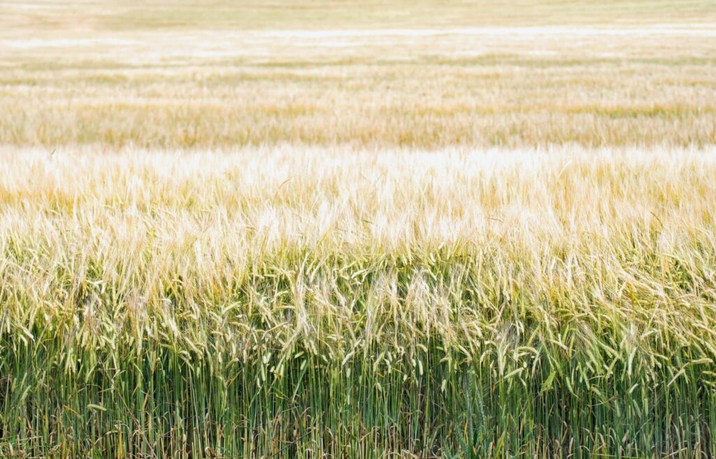 zuckerrohr im Traum | Traumdeutung und Bedeutung