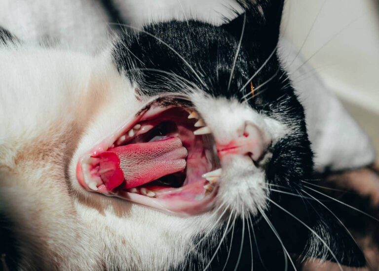 Droom over tong | Betekenis en uitleg