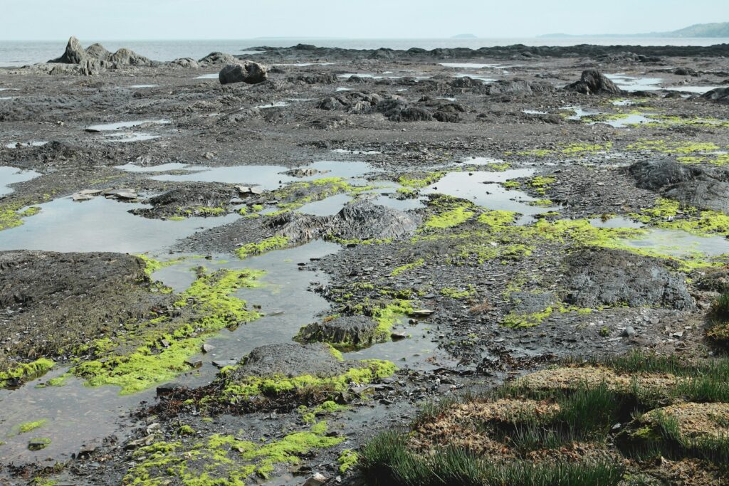Όνειρο για έδαφος τύρφης | Ερμηνεία και σημασία ονείρου