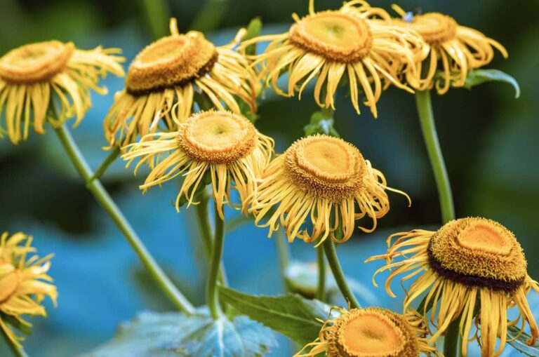 Rêver de avec autorisation ou decroissance | Signification et interprétation