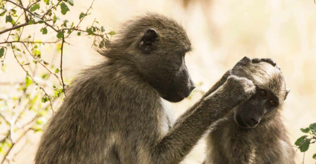 Sanje o care protect | Pomen in razlaga