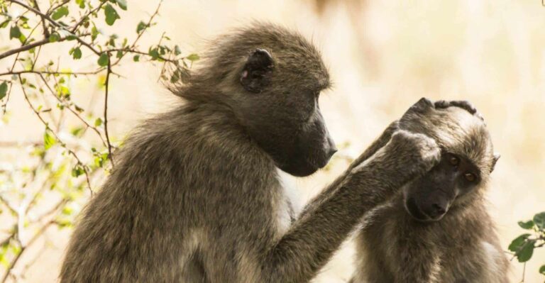 Όνειρο για φροντίδα-προστασία | Ερμηνεία και σημασία ονείρου